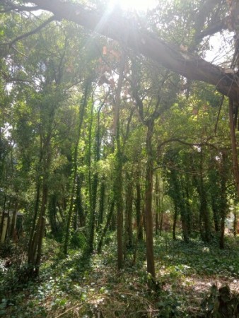 LOTE EN EL BARRIO SOSIEGO.